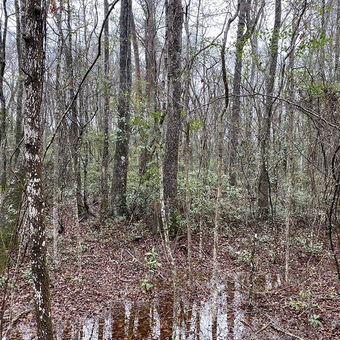 Image of the Savannah Branch mitigation bank located in South Carolina.