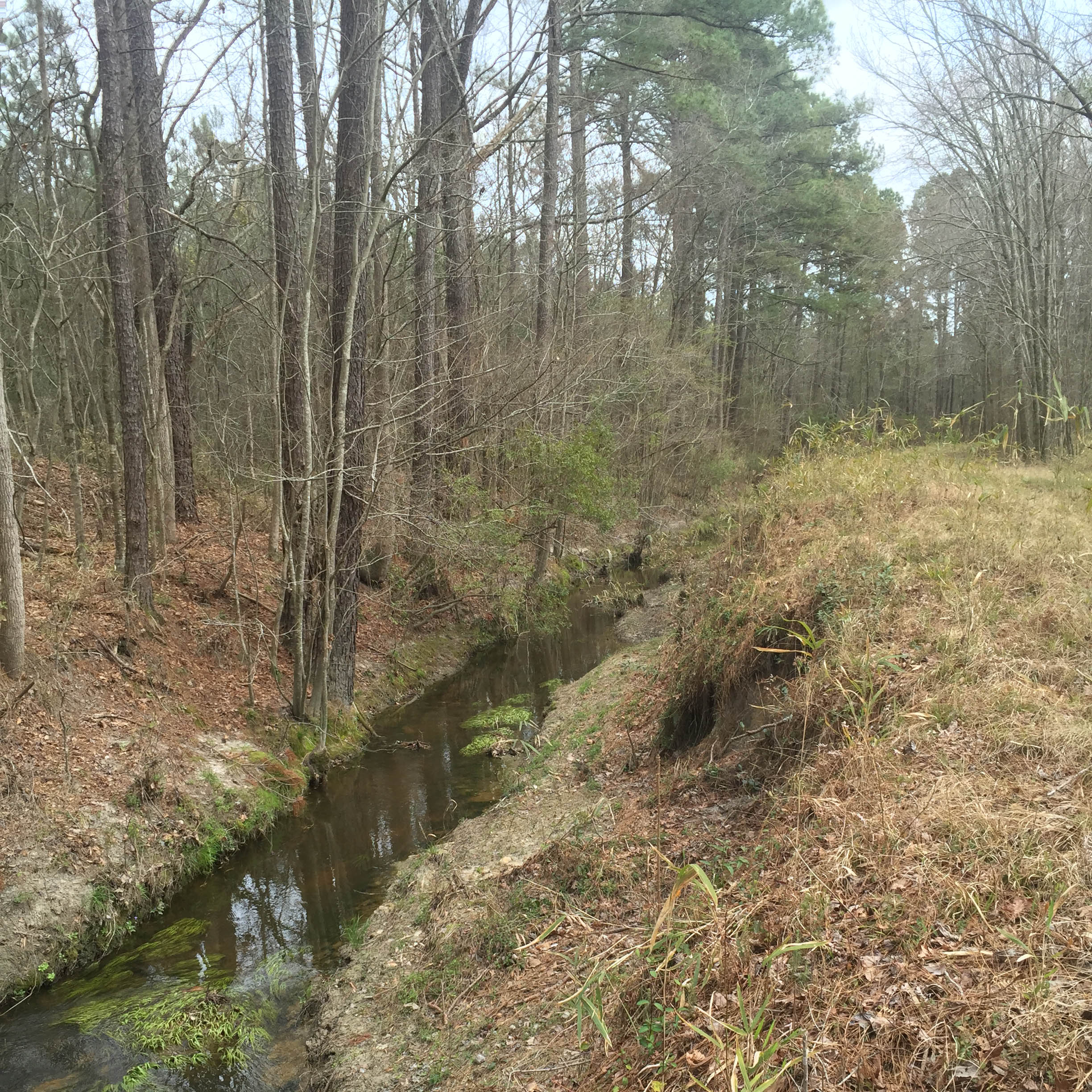 Image of the Brice Creek mitigation bank in North Carolina