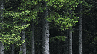 Image of a sustainable forest