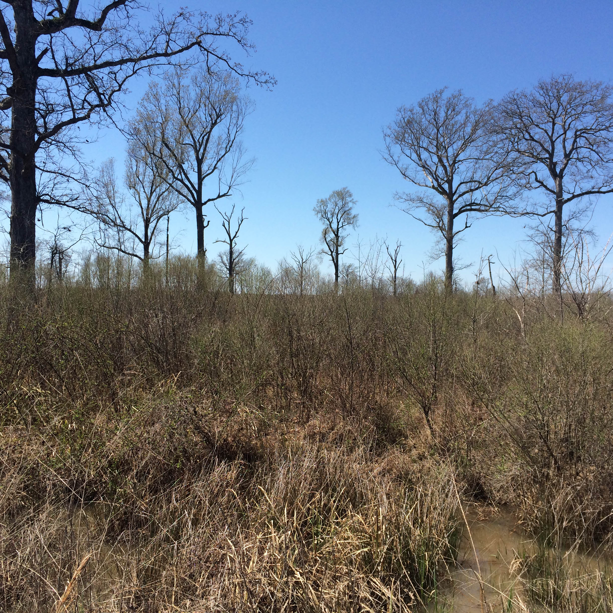 Image of the Long Lonesome mitigation bank located in Louisiana.
