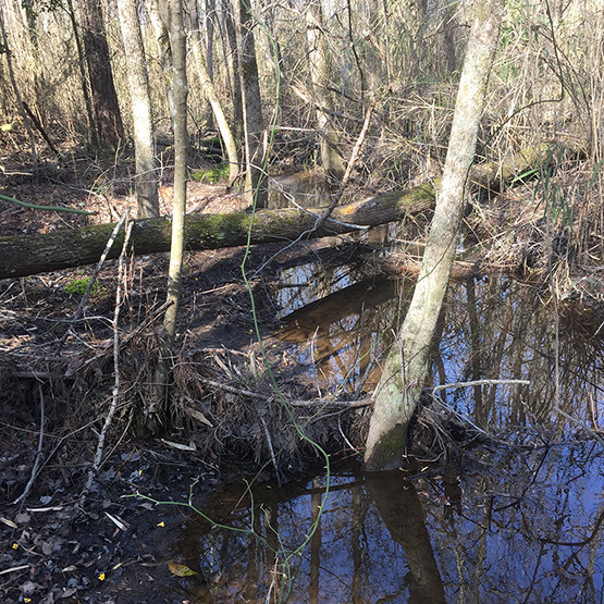 Image of the Middle Neuse mitigation bank in North Carolina.