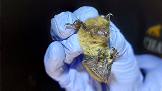 Bat in southeastern U.S.