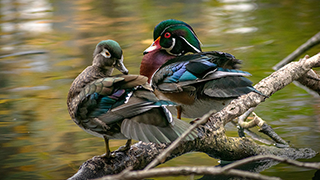 Image of Canadian wood ducks.